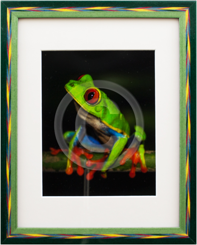 Image of Frog Photograph in Picture Frame